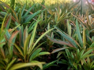 Obraz premium close up of ornamental grass plants in the yard with a natural garden background