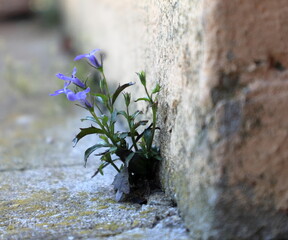 Fiorellino cresciuto spontaneamente vicino al muro, forza della natura