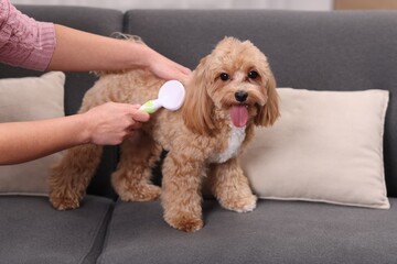 Woman brushing cute Maltipoo dog on sofa at home, closeup