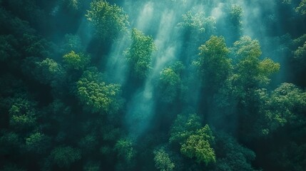 Naklejka premium Misty Forest: An Aerial View of Lush Greenery
