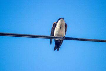 Golondrina en lo alto