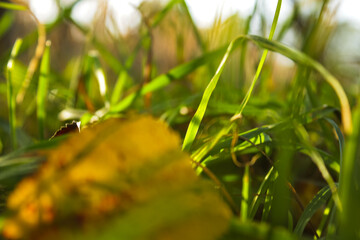 Scattered autumn foliage in shades of yellow and orange on bright green grass. Nature inspired backgrounds are ideal for seasonal themes and creative design projects.