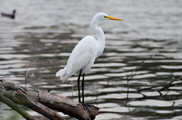white egret