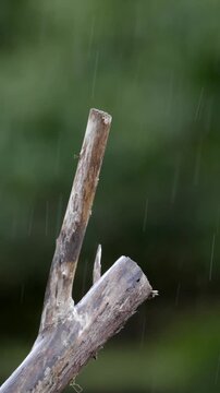 Ein Eisvogel hat sich die falsche Beute geangelt