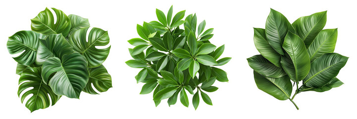 Fototapeta premium A Set of Detailed Green Tropical Bush Leaves with Natural Texture Isolated on Transparent Background