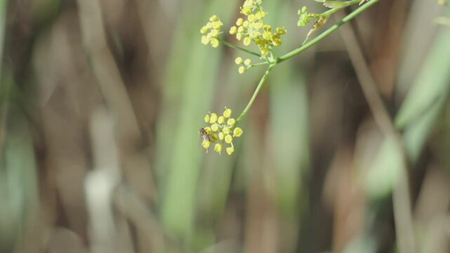 Selective focus of Bupleurum scorzonerifolium plant branch with yellow flowers