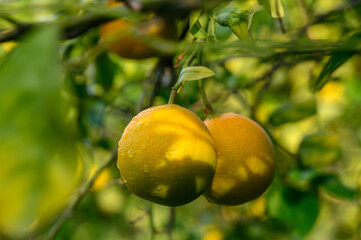 Lush citrus grove with vibrant yellow lemons basking in afternoon sunlight near a tranquil garden setting