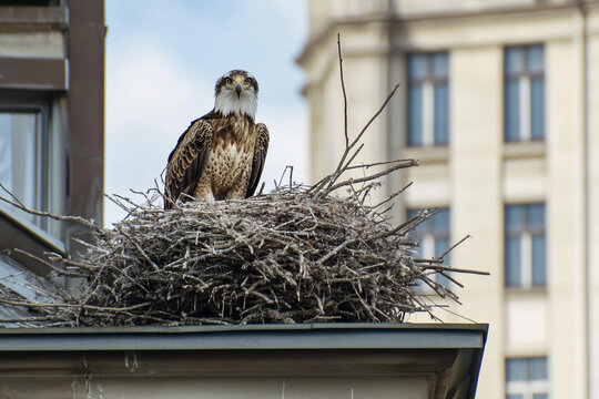 An eagle stands proudly on a nest made of twigs, high on a rooftop in a city. The surrounding architecture shows a mix of modern and historical buildings against a blue sky. Generative AI