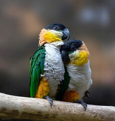 green and yellow macau couple