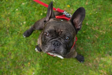 Gordijnen Bouledogue français  grosplan © Marie