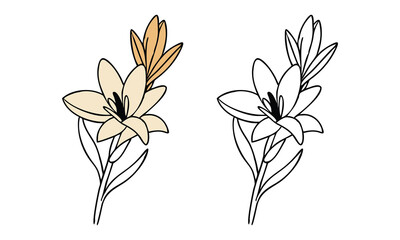 Yellow Lily Illustration with Outline Version, Vector illustration of a delicate yellow lily flower with green stems and leaves, paired with a black-and-white outline for coloring projects.

