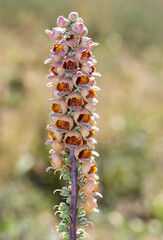 wild plants and flowers images. natural flower photos.