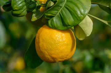 Lush citrus grove showcasing ripe lemons hanging from verdant leaves in bright sunlight