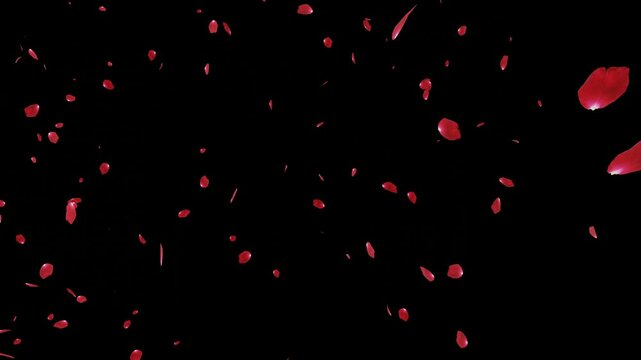 Falling rose petals animation loop on alpha channel using for overlay