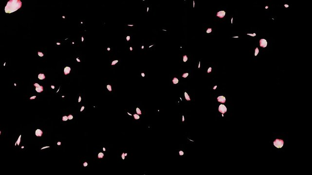 pink cherry blossom petals falling sideways isolated on black background