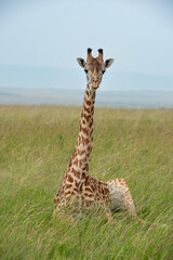 giraffe in serengeti national park