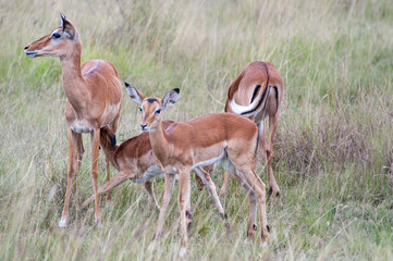 impala in the savannah