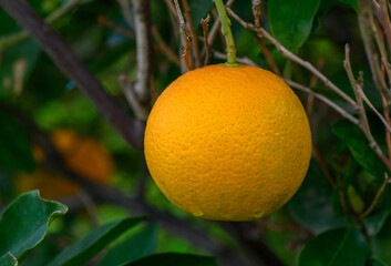 Bright orange fruit hanging from a lush green tree branch in a warm orchard environment