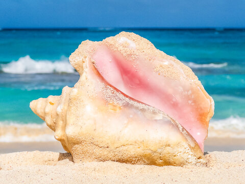 Sea Shell in the surf of the tropical beach at Bahamas