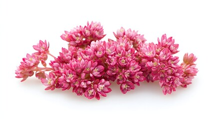 Fototapeta premium Delicate Pink Flowers Cluster Isolated On White