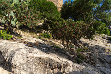 Capdepera, Mallorca, Spain 26.10.2021 Mediterranean mastic tree with red berries growing on rocky hillside against stone wall