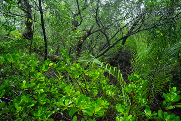 Obraz premium Salakphet Mangrove Walkway