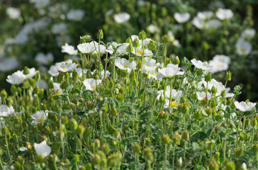 peaceful flowers and natural environment in nature