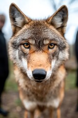Obraz premium A close up of a wolf's face with people in the background