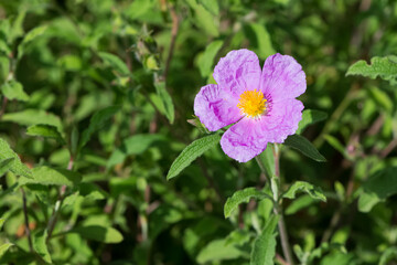 wild plants. self-growing pink flowers in nature.