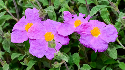 wild plants. self-growing pink flowers in nature.
