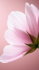 Obraz premium A close up of a pink flower on a pink background