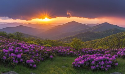 Sunset over the harbor with vibrant flowers framing the view of the mountains and city skyline