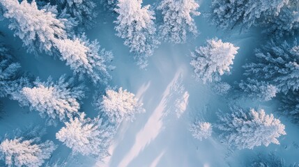 Obraz premium Snowy trees are in the background, nature background, banner, copy space