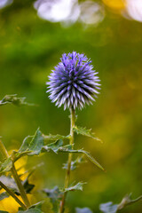 Small globe thistle or Echinops ritro flowering plant in shape of round purple-blue ball on green natural background. Growing flowers in a summer garden, floriculture. Wild flower wallpaper copy space
