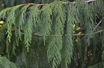 Chamaecyparis nootkatensis ‘Pendula’ (weeping Nootka cypress) evergreen conifer branches with soft needles.Evergreen conifer tree.  © Mariana