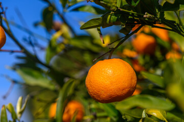 Bright oranges hanging from lush green branches under a clear blue sky in a sunny orchard