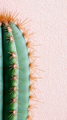 Naklejka premium A close up of a cactus against a pink wall