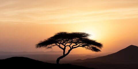 A lone acacia tree silhouetted against a sunset sky