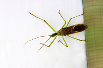 Longhorn Assassin Beetle 02