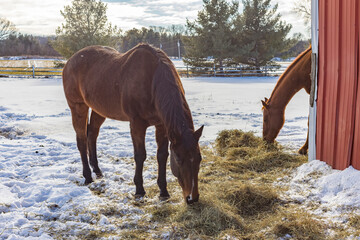 Two brown horses eating hay on the ground in a snowy pasture next to a metal shed.  © Margaret Burlingham