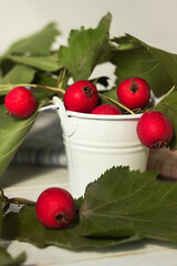 Red berries of Crataegus intricata (known by the common names Copenhagen hawthorn) in a white decorative bucket