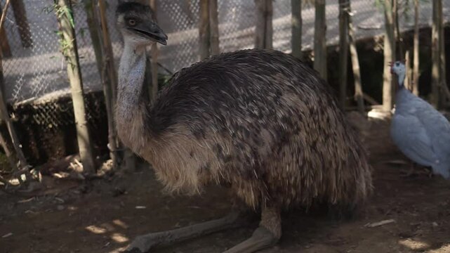 Close-up photo, cassowary in a cage, Casuarius is a genus of birds in the order Casuariiformes. Selective focus.