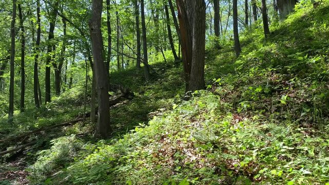 lush green forest pan uphill