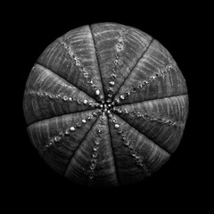 Symmetrical striped succulent in black-and-white