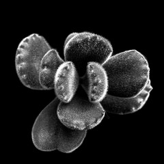 Close-up of furry succulent plant in black-and-white