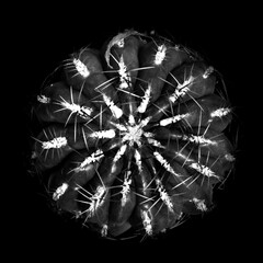 Detailed monochrome image of a prickly cactus