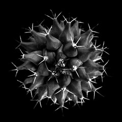 Abstract monochrome close-up of a spiky cactus