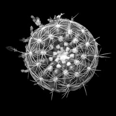 Cactus with intricate spines in monochrome
