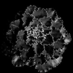 Succulent plant with ruffled edges in black-and-white