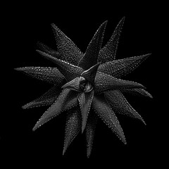 Black and white star-shaped succulent close-up